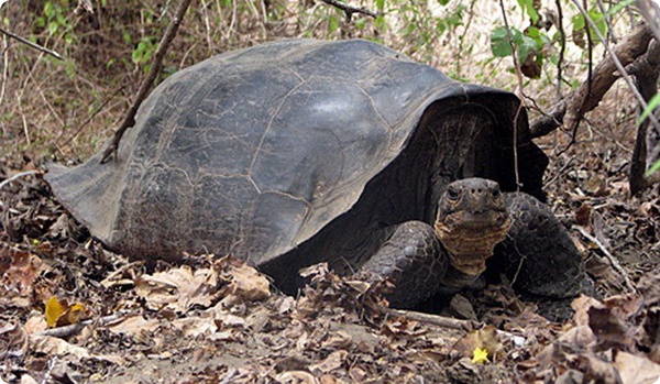 Живы ли слоновые черепахи с Галапагосских островов?