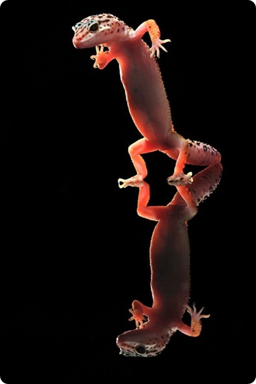 Танцующие гекконы