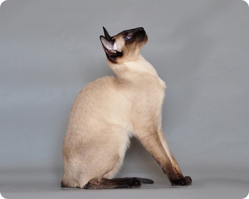 Сиамская кошка, фотографии сиамской кошки