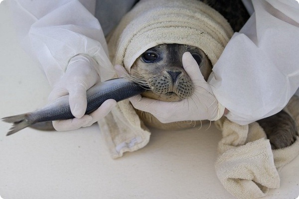Голландский питомник заботится о тюленях-сиротах