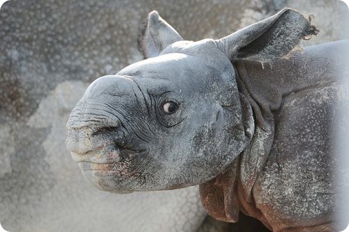 Первый индийский носорог в Майами