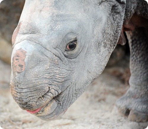 Первый индийский носорог в Майами