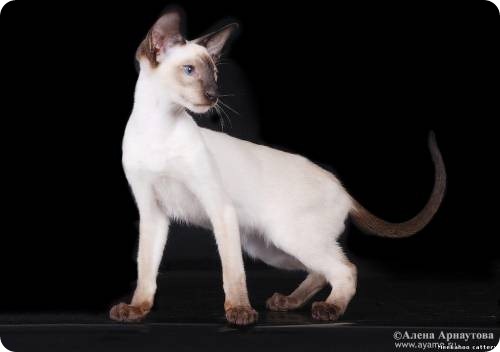 Сиамская кошка, фотографии сиамской кошки