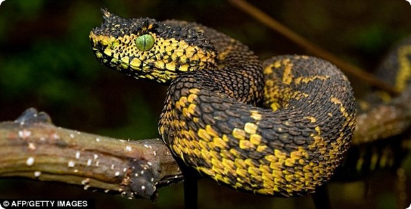Новый вид змей - Рогатая Гадюка Матильды 