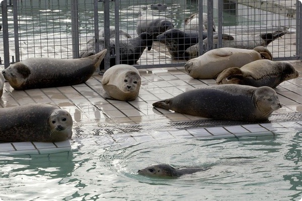Голландский питомник заботится о тюленях-сиротах