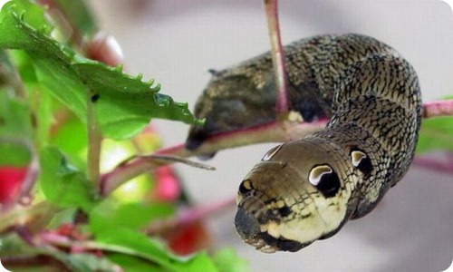 Гусеница змея — Hemeroplanes