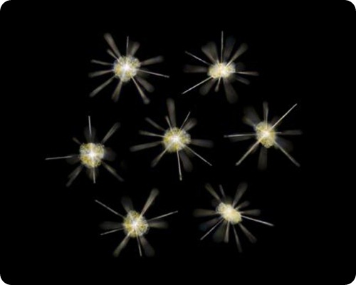 Двенадцать снимков Рождественского планктона