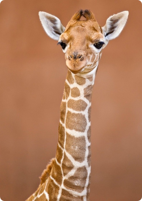 Сомалийский жираф из Флориды