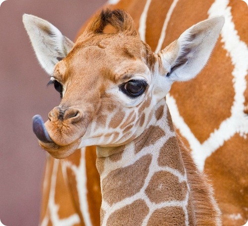 Сомалийский жираф из Флориды