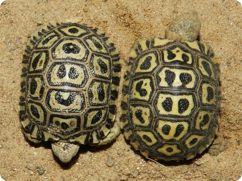Леопардовые черепахи из Праги