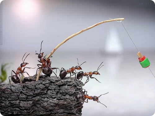 В коллективной памяти муравьев хранится запах врагов