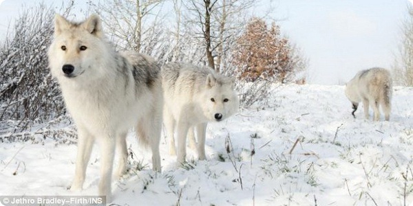 В Великобритании появились первые полярные волки