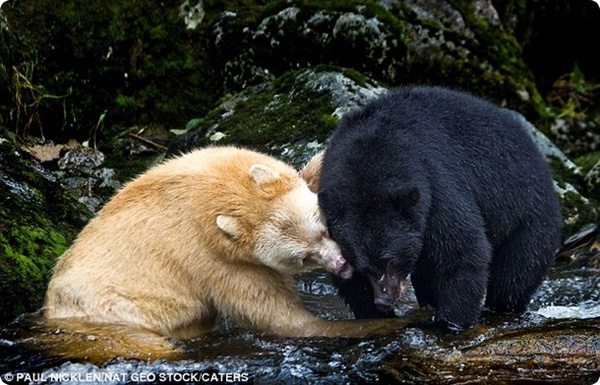 “Белый” чёрный медведь!