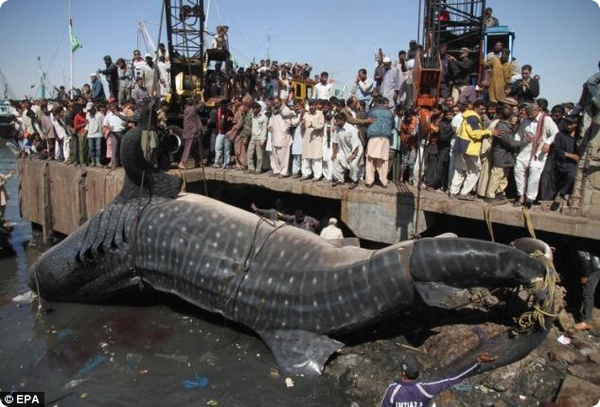 Пакистанские рыбаки выловили мёртвую китовую акулу