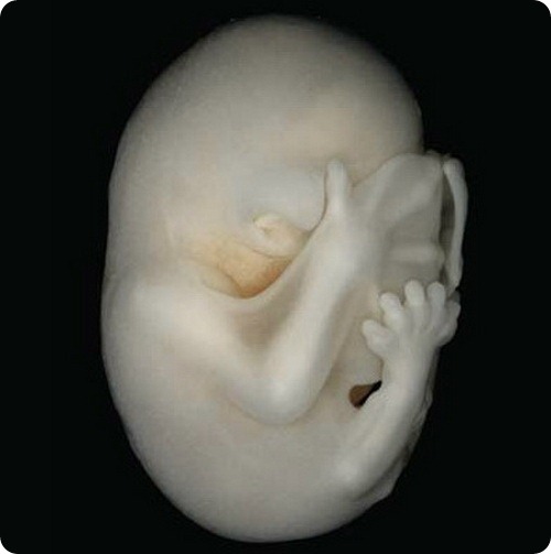 Эмбриончики летучей мыши