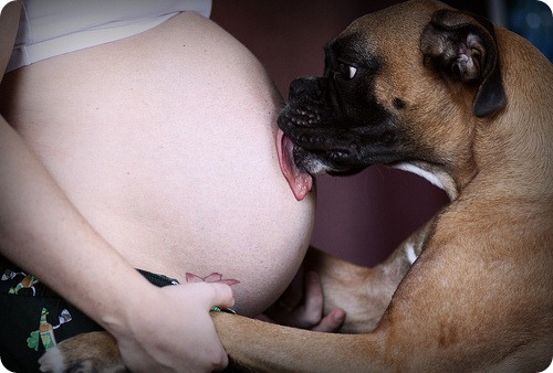 Собака лучший компаньоном для беременной женщины