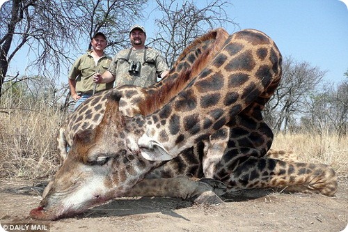 Охотники на жирафов: неоправданная жестокость