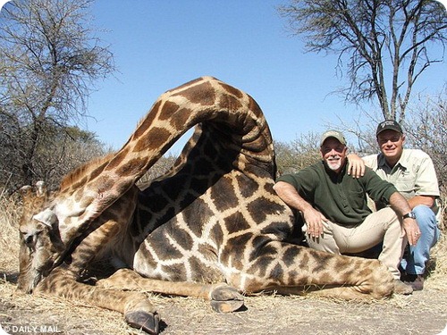 Охотники на жирафов: неоправданная жестокость