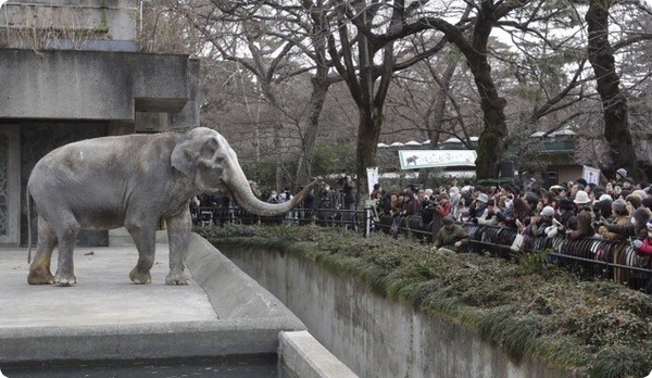 Токийский зоопарк отпраздновал 65-летие слонихи Ханако