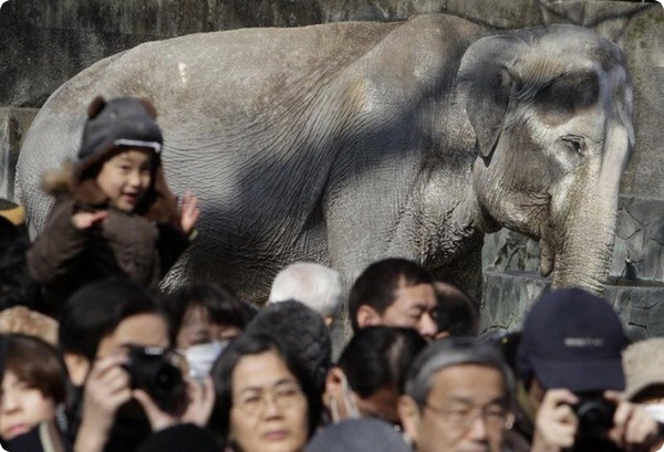 Токийский зоопарк отпраздновал 65-летие слонихи Ханако
