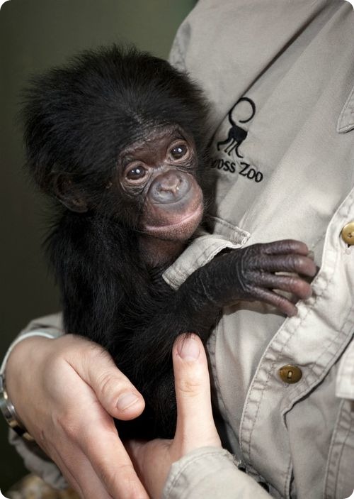 Бонобо из Атерстона