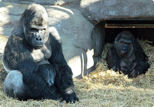 В Чессингтоне у горилл пополнение семейства
