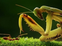 Как муравей победил богомола
