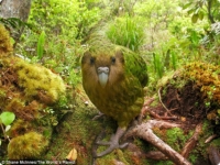 Почему вымирают попугаи какапо