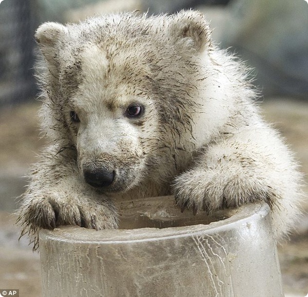 Посетители зоопарка Торонто знакомятся с новым полярным медвежонком