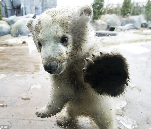 Посетители зоопарка Торонто знакомятся с новым полярным медвежонком