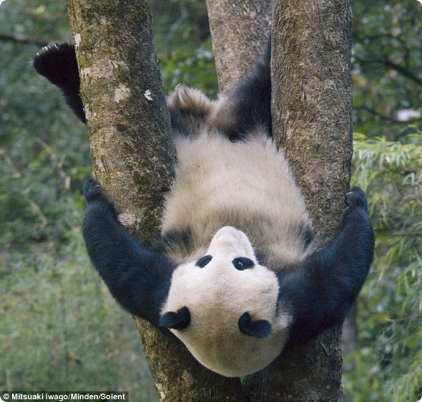 Малыш большой панды застрял на дереве
