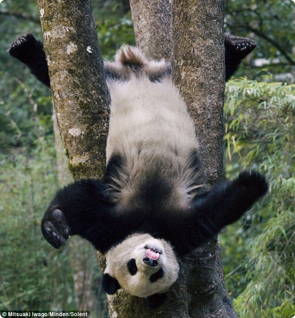 Малыш большой панды застрял на дереве