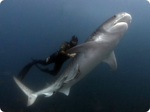 "Акулы атакуют": развенчание мифов