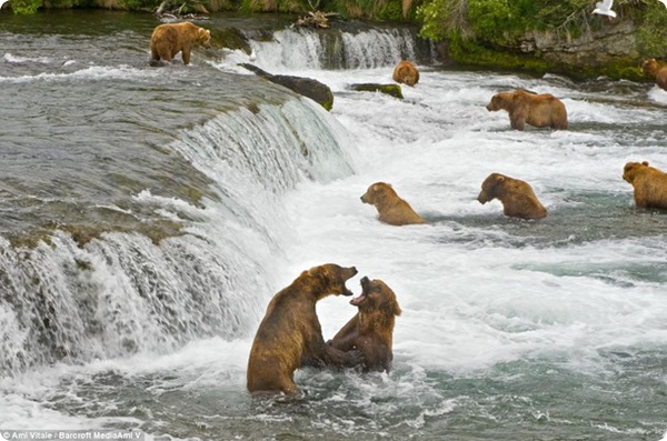 Медведи-гризли на рыбалке