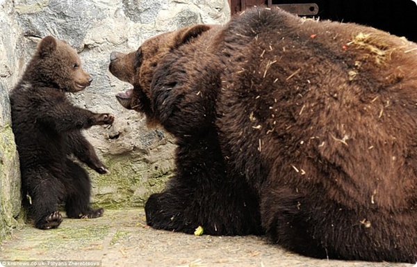 Медведица и медвежонок