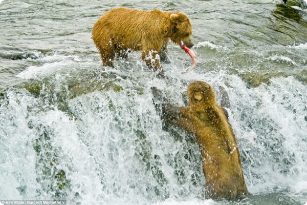 Медведи-гризли на рыбалке