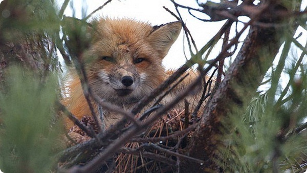 Воронье гнездо стало домом для лисы