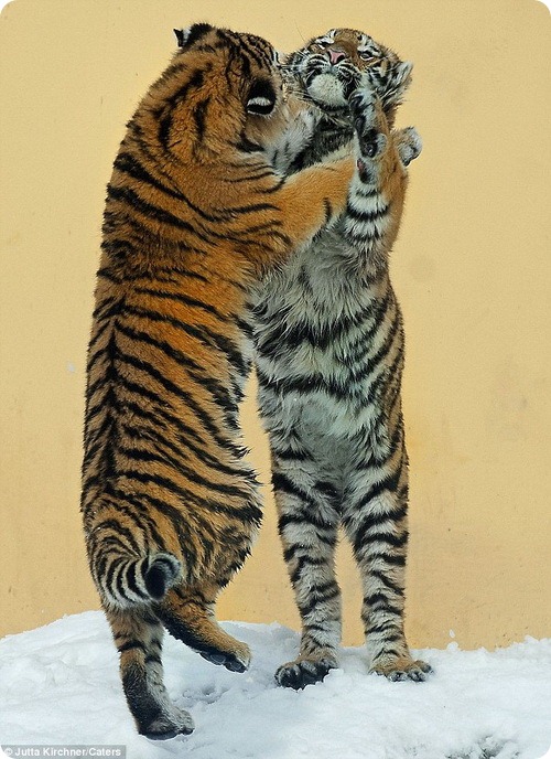 Тигриное танго