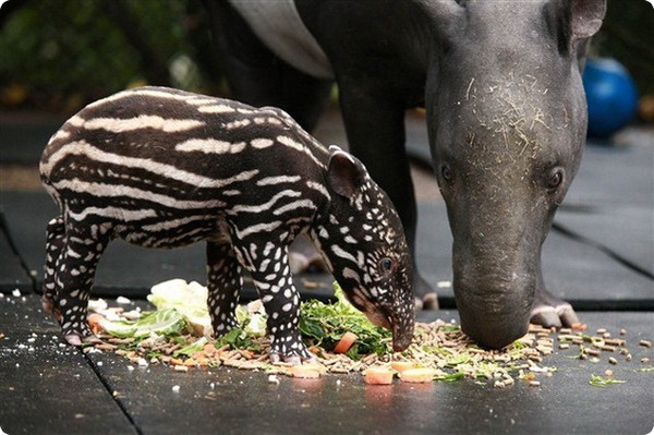 Baby Boom в зоопарке Белфаста