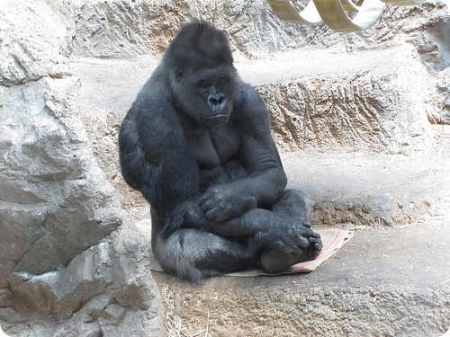 В зоопарке Баффало подавлено восстание обезьян
