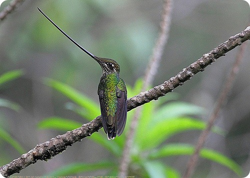 Мечеклювый колибри