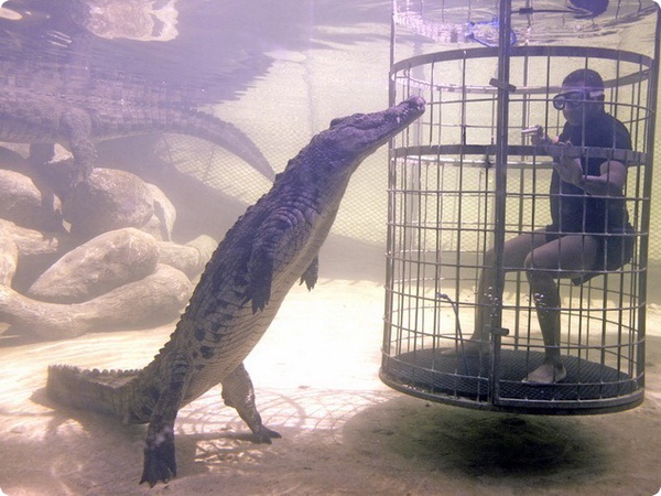 Поплавать с крокодилом