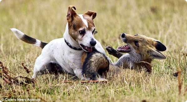 Удивительная дружба между лисёнком и собакой