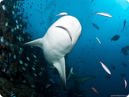 Бычья акула или акула-бык
