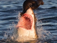 Неудачная атака белой акулы