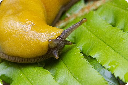 Банановый слизень (лат. Ariolimax)