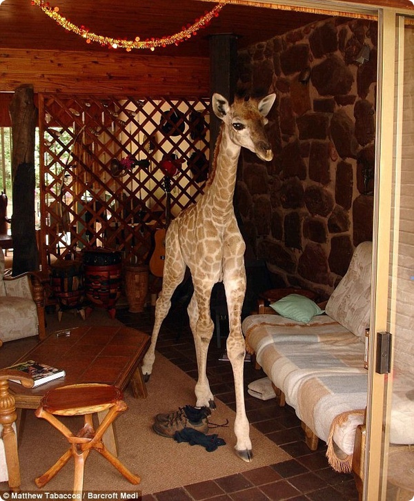 Маленькая жирафа Финни была настоящим членом семьи