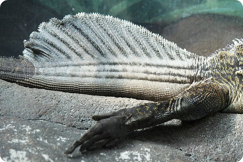 Филиппинская парусная ящерица (Hydrosaurus pustulatus)