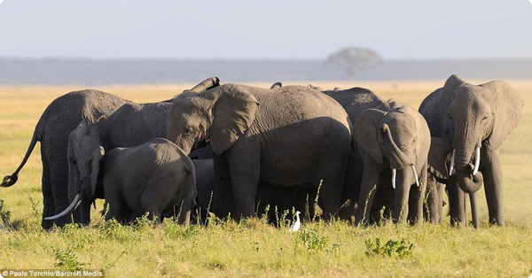 Стадо защищает слониху и малыша во время родов