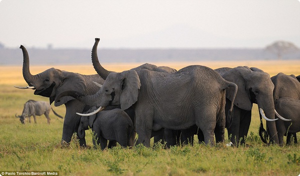 Стадо защищает слониху и малыша во время родов